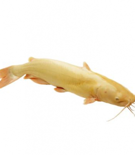 Cá Lăng Vàng Đẹp