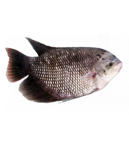 Cá Tai Tượng Đẹp Mắt 