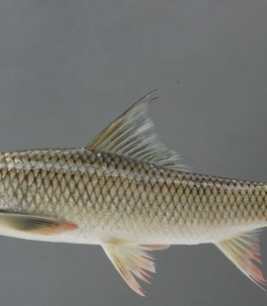 Cá Trôi Lạ Mắt 