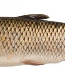 Cá Trắm Đen Lạ Mắt 