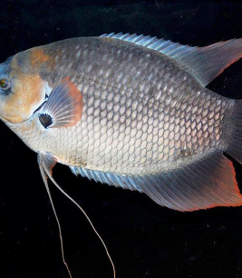 Cá Tai Tượng Lạ Mắt 