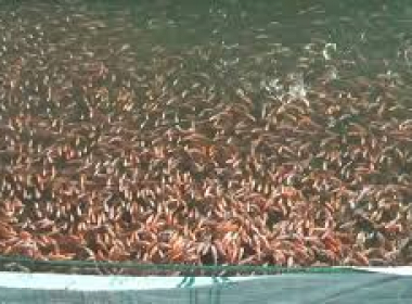 Phòng bệnh cho cá giai đoạn giao mùa