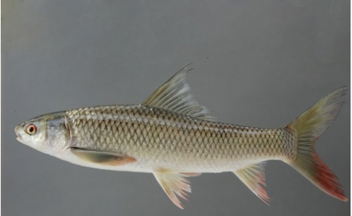 Cá Trôi Lạ Mắt 