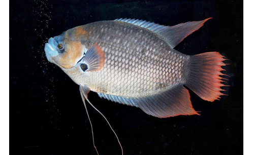 Cá Tai Tượng Lạ Mắt 